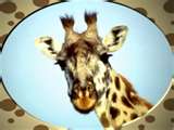 giraffe.jpg